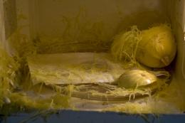 Microwave carnage Picture